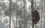 Les singes pourraient disparaître de la planète d’ici vingt-cinq ans à cinquante ans