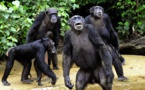 Un cas très rare de chimpanzés cannibales observé au Sénégal