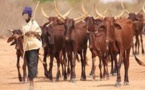 Les voleurs de bétail dévalisent la région de Kaolack : 3 mille cas de vols de bétail en 2016