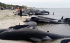 En Nouvelle-Zélande, plus de 400 baleines se sont échouées sur une plage la même nuit