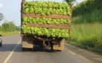 ​  Le Cameroun classé 5è producteur mondial de banane