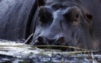 ​Fleuve Ndiawdoune : Une attaque d’hippopotame fait un mort