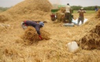 Autosuffisance en riz : La vallée du fleuve assure 33% de la production