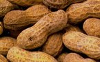 165 f CFA le kilo de l’arachide: les producteurs mécontents, les huiliers réticents