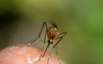 Lutte contre le paludisme : La Banque mondiale injecte 1,1 milliards en Afrique