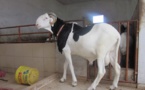 L’autosuffisance en mouton à court terme est possible au Sénégal-(Directeur de l’élevage)