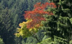 Biodiversité : il existe 60 065 espèces d'arbres sur Terre
