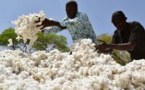 Une initiative pour développer le coton