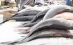 Diourbel: les mareyeurs et vendeurs de poissons en colère après l’arrestation d’un des leurs