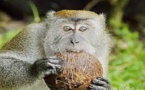Bopp: un singe errant sème la panique chez les populations