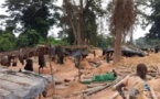 Côte d'Ivoire: Violence et désobéissance, des orpailleurs clandestins font 10 blessés lors d'une fusillade