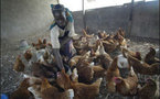 Sénégal – grippe aviaire et FIARA : le PAPLUGA à l’avant-garde de la pandémie