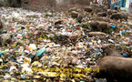 Sénégal - grève des agents de nettoiement : la banlieue croule dans les ordures