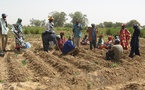 Sénégal-Contre le détournement de semences : le président Wade sonne l’alerte