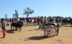 Madagascar: fin du bras de fer entre éleveurs de zébus et autorités