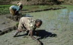 Madagascar: l'augmentation du prix du riz inquiète les consommateurs