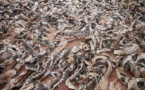 Trois trafiquants de peaux de pythons royaux arrêtés à Lomé