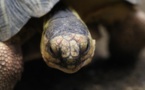 Madagascar: saisie de tortues d'espèces menacées à l'aéroport d'Ivato