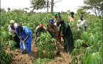 Les efforts du Sénégal dans le Programme de développement agricole en Afrique à l’étude