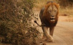 Afrique du Sud : 4 lions s'échappent du parc national Kruger