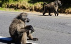 Zambie : un babouin coupe l'électricité