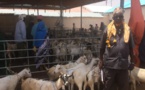 Somalie] Sécheresse au Puntland: sur le marché aux chèvres de Garowe