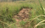 RDC: il y a un an, la mort du chef Kamuina Nsapu au Kasaï