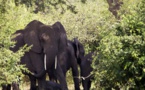 La population des éléphants d'Afrique diminue de plus en plus vite