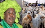 Aminata Mbengue Ndiaye : «les moutons arriveront d’ici 2 jours»
