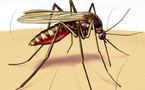 Epidémie de la dengue: 15 cas déjà enregistrés, selon les autorités sanitaires