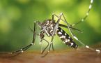Epidémie de Dengue de type 3 au Sénégal: le bilan s'alourdit