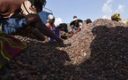 Côte d'Ivoire: du cacao illégal fourni aux grands noms du chocolat