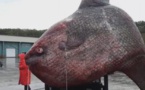 Russie : Un poisson-lune de plus d’une tonne pêché dans le Pacifique