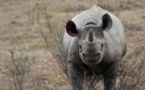 Afrique du Sud : nouvelle technique d'exportation des cornes de rhinocéros