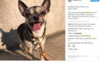 Dani Alves a perdu sa petite chienne et lance un appel sur Instagram pour la retrouver