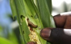 Tchad: une nouvelle race de chenilles menace les plantations de maïs
