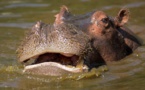 Namibie: une centaine d'hippopotames morts dans le parc national de Bwabwata