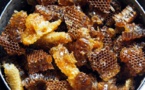 Apiculture : le Sénégal veut atteindre 1000 tonnes/an
