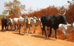 ​Mbirkilane : Le vol de bétail continu de plus belle