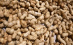 Nuages sur la campagne arachidière : la Copega menace de se retirer si…