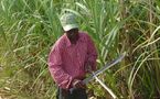 Culture agro-carburant : la canne à sucre dame le pion au jatropha à Richard Toll
