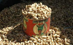 Production arachidière: 700 mille tonnes hantent le sommeil des producteurs