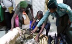 Côte d'Ivoire: arrestation des trafiquants d'espèces protégées