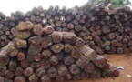 Forêt de  Ziguinchor : Quand le montant requis pour le permis de coupe de bois intensifie le trafic