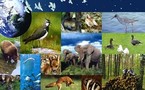 Protection de la biodiversité : les différents textes juridiques ne sont pas adaptés selon la conseillère technique du ministère de l’environnement, Mme Macina.