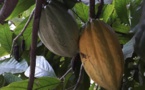 Madagascar: réflexion pour relancer la filière cacao sur l’île