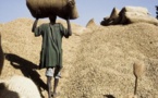 ​Blocage de la campagne arachidière : les Ops de Ziguinchor réclament 6 milliards F Cfa à la Sonacos