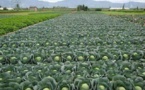 Diogo : Des tonnes de choux pourrissent dans les périmètres agricoles, faute de commercialisation et...