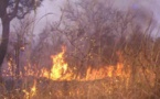 Violent incendie à Kaffrine : des tonnes de mil, de maïs, d’arachides…réduits en cendres