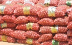 ​Arrêt de l’importation de l’oignon : Une décision incompatible avec la réalité des marchés de Dakar (Commerçants)